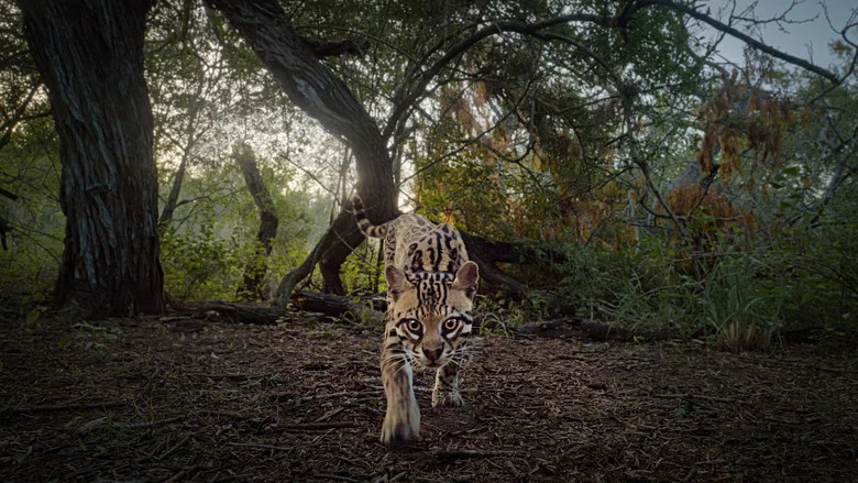 Deep in the Heart: A Texas Wildlife Story screenshot 1