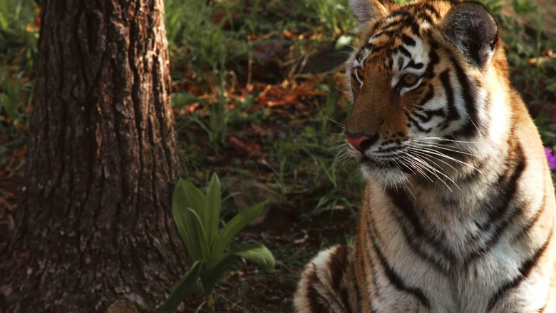 Siberian Tiger, The Secret Kingdom screenshot 3