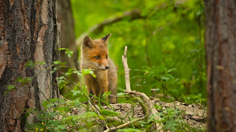 The Secret Life of Fox Cubs screenshot 2
