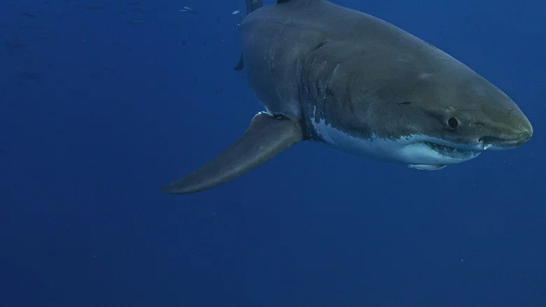 Lost Sharks of Easter Island screenshot 1