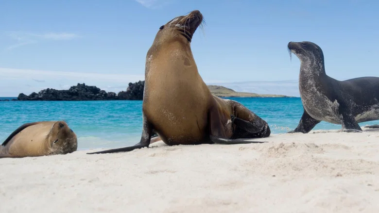 Galapagos screenshot 1