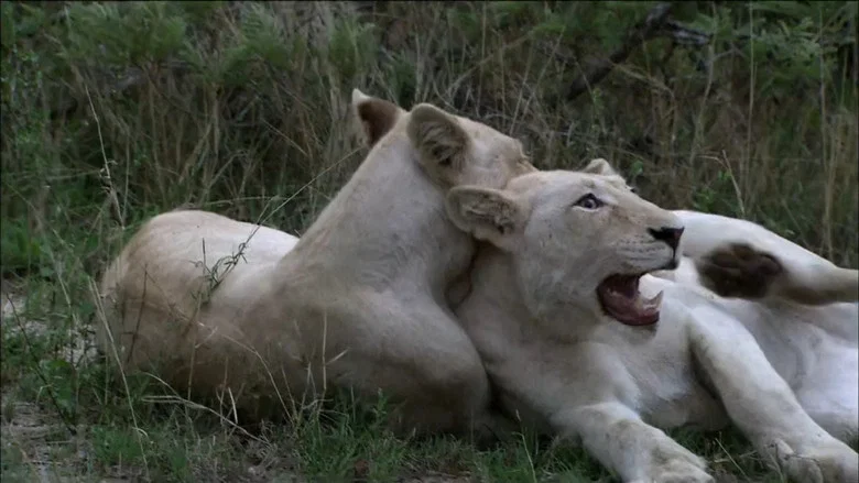 The White Lions screenshot 2