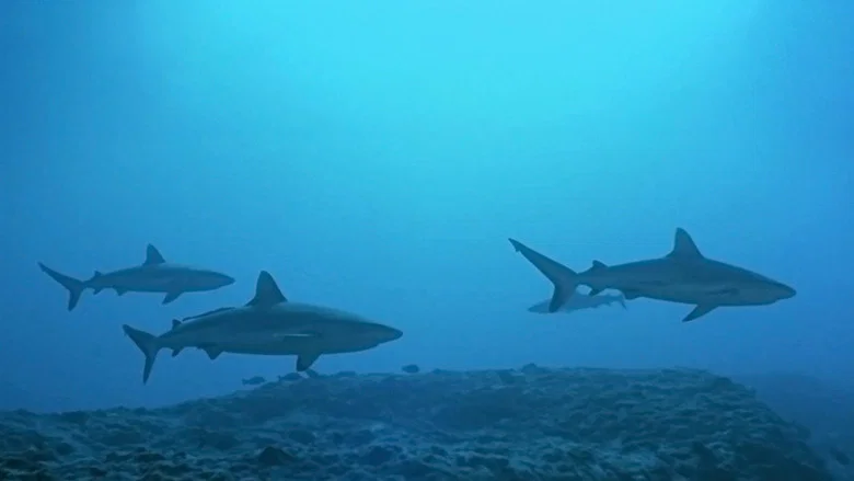 Atlantis screenshot 1