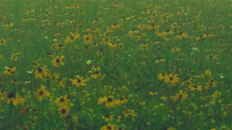 Mountain Wildflowers screenshot 1