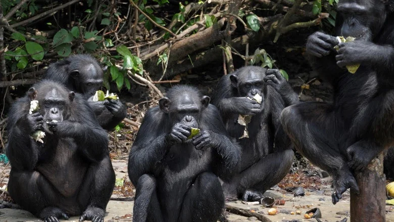 The Real Apes of the Planet screenshot 2