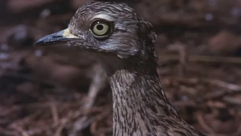 Animals Are Beautiful People screenshot 2