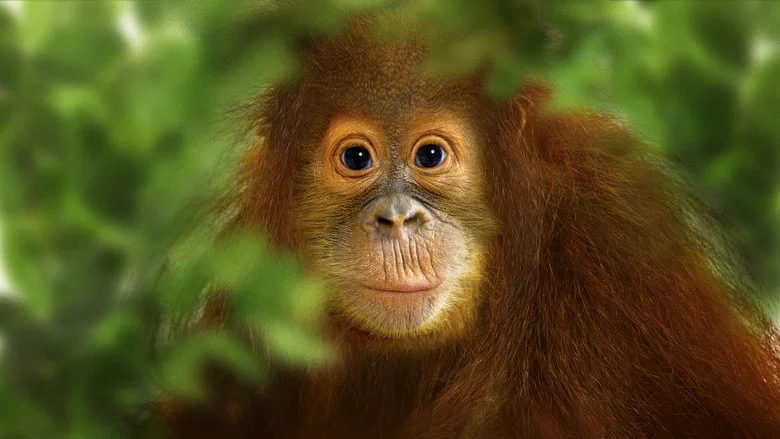 Operation Orangutan screenshot 1