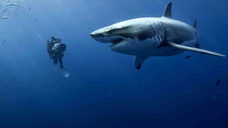 Oceans screenshot 4