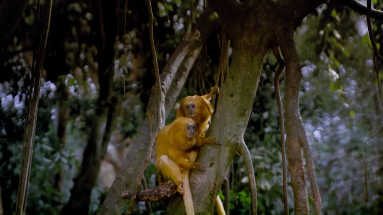 Tropical Rainforest screenshot 2