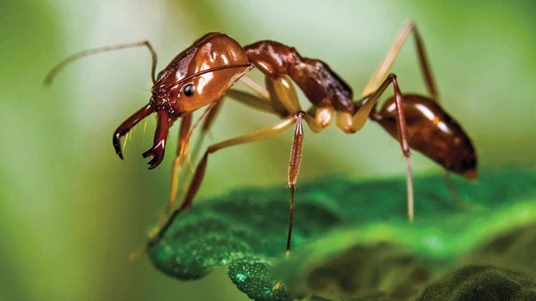 Ants - Nature's Secret Power screenshot 1