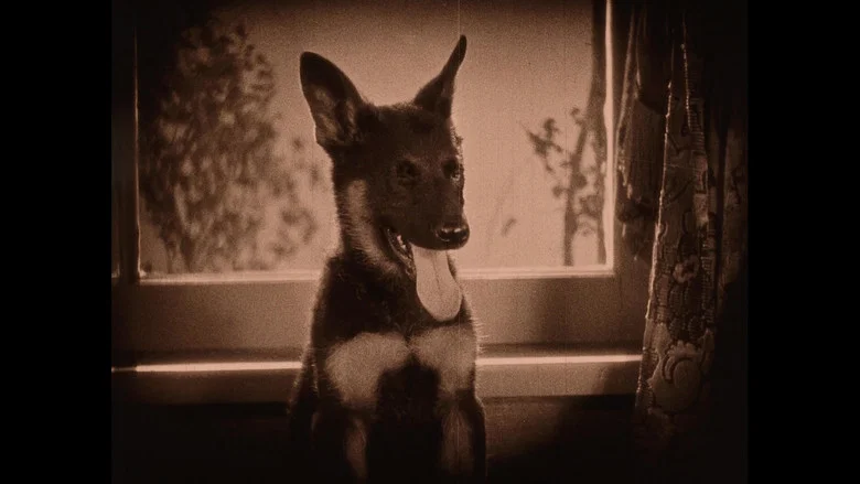Wonder Dogs! Canine Stars of the Silent Era (1898-1928) screenshot 3