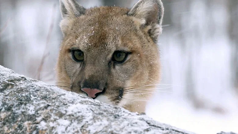 Cougar: On the Trail of the Ghost Cat screenshot 2