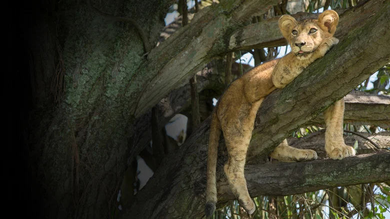 Tree Climbing Lions screenshot 5