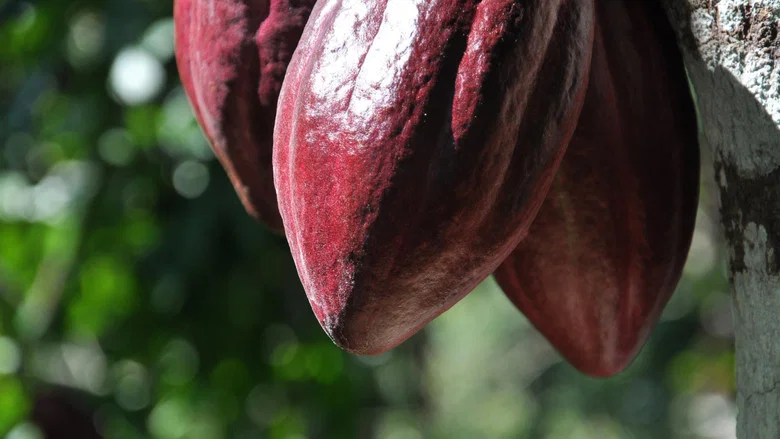 The Chocolate Farmer screenshot 1