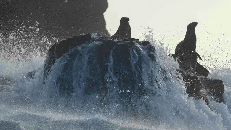 Sea Lions of the Galapagos screenshot 4