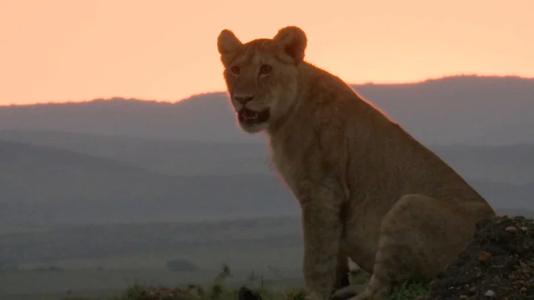 Lions Rule screenshot 2