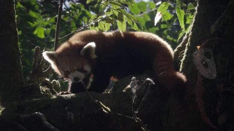 Red Panda: World's Cutest Animal screenshot 4
