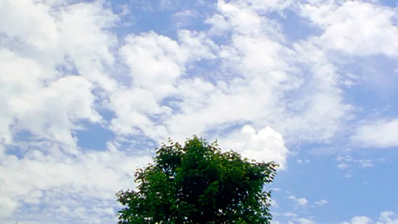 Tree screenshot 1