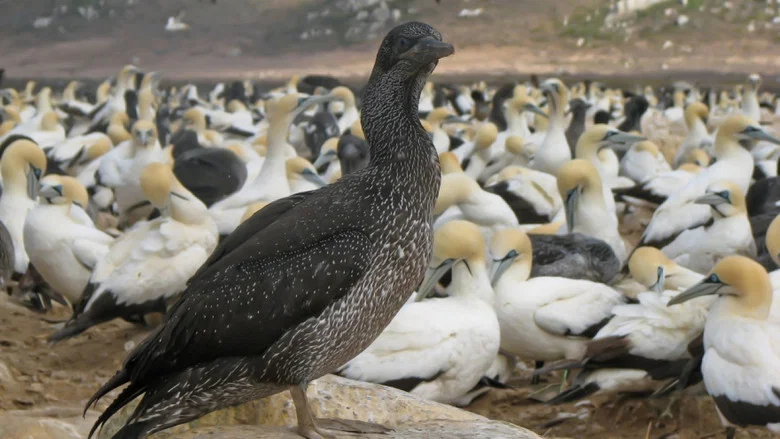 Gannets: The Wrong Side of the Run screenshot 5