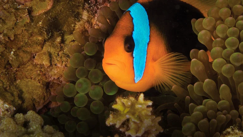 Oceans screenshot 5