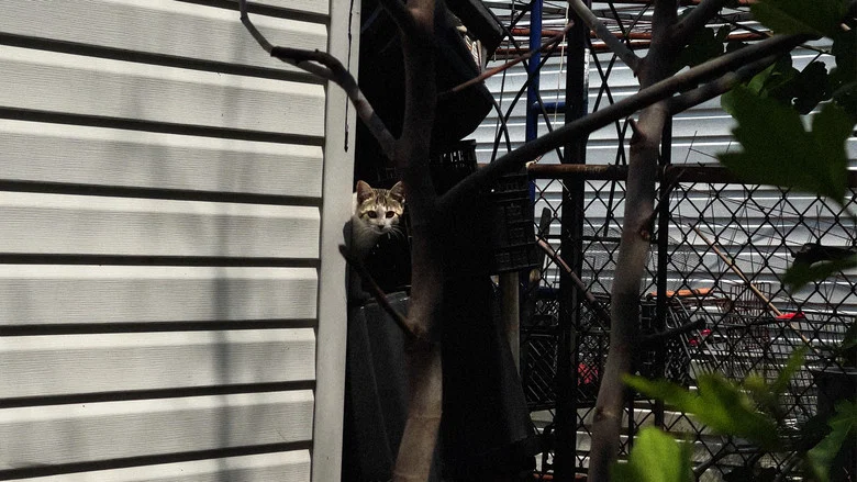 New York Cat Crisis screenshot 1