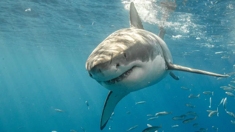 Killer Shark Vs. Killer Whale screenshot 6