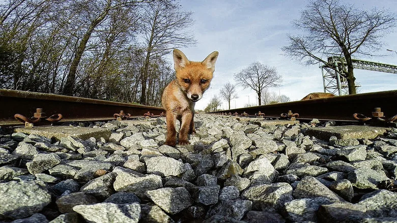 Amsterdam Wildlife screenshot 2