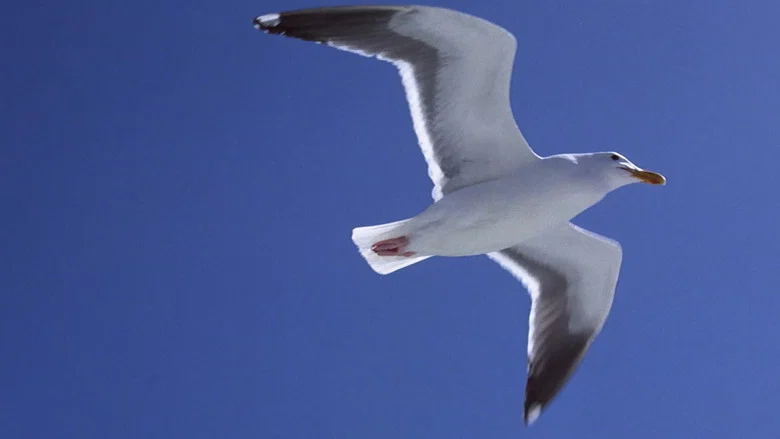 Jonathan Livingston Seagull screenshot 5