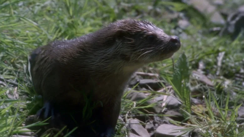 Tarka the Otter screenshot 3