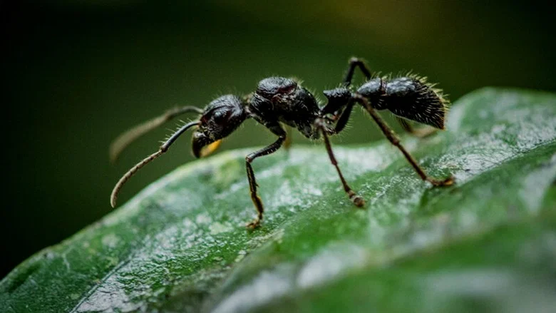 Fabulous Insects - Ants screenshot 2