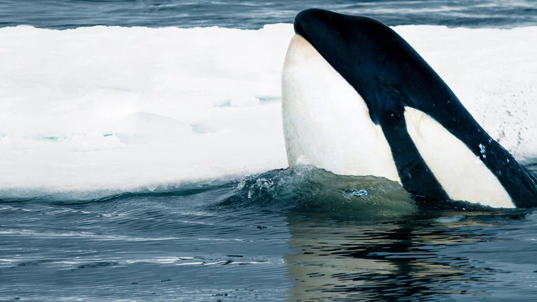 Expedition Killer Whale screenshot 2