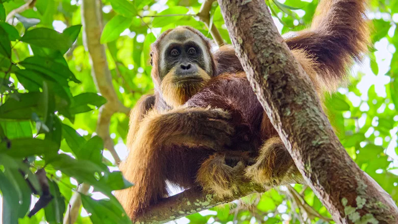 Secret Lives of Orangutans screenshot 2