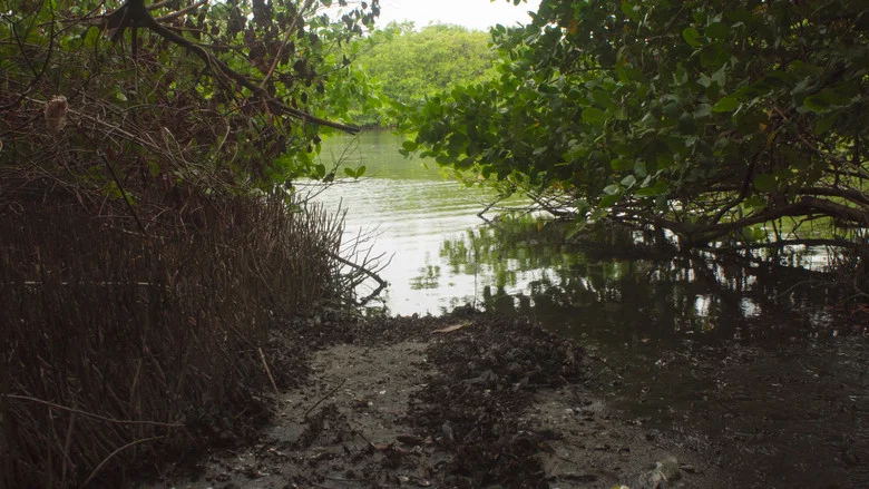 Akiechi Weimei, Magical Mangrove screenshot 1