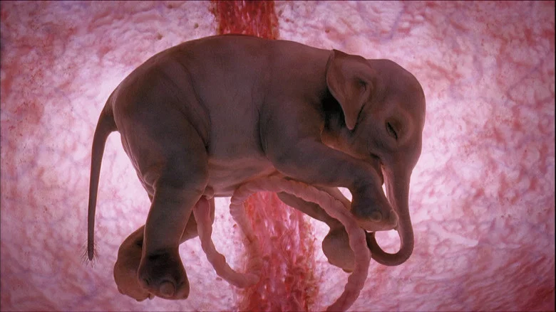 In The Womb: Animals screenshot 1