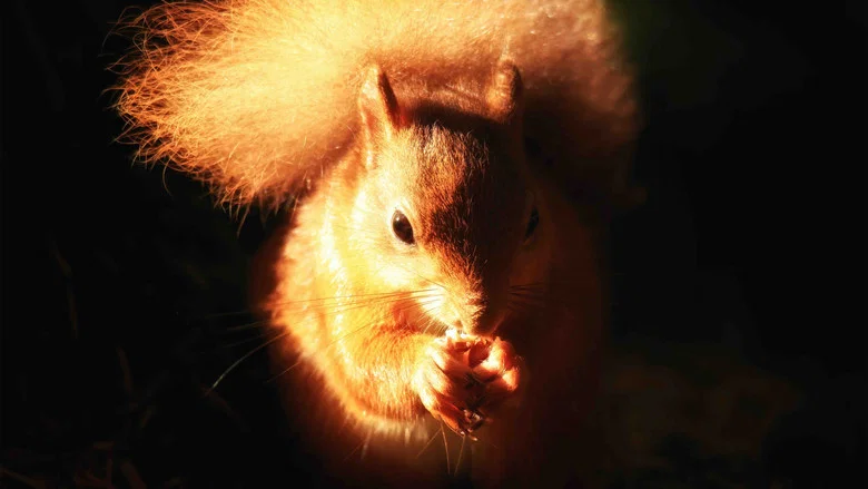Cumbrian Red: Saving Our Red Squirrels screenshot 2