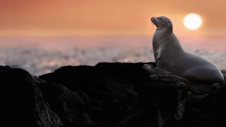 Sea Lions of the Galapagos screenshot 7