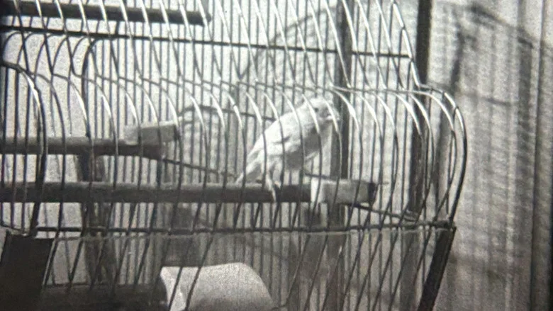 Nell and Fred screenshot 1