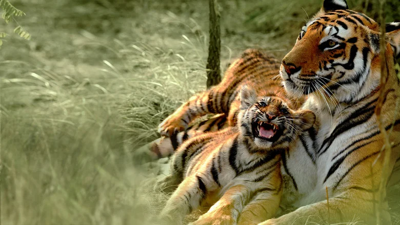 Counting Tigers screenshot 1