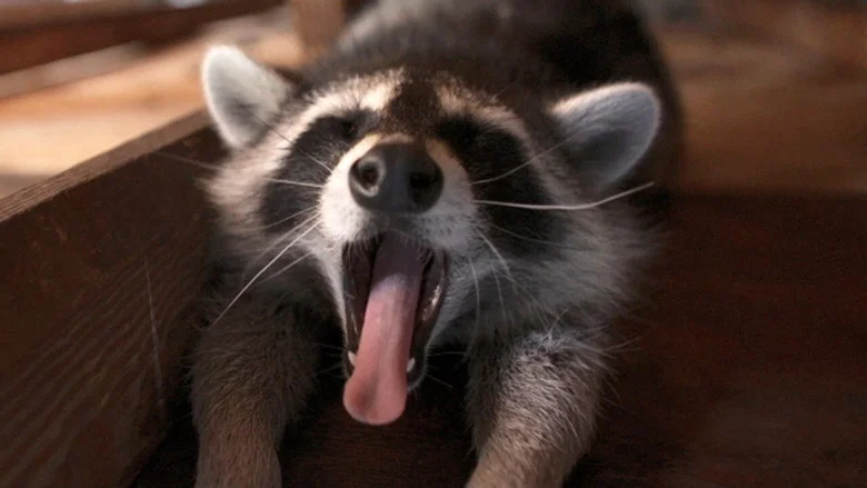 Raccoon: Backyard Bandit screenshot 2