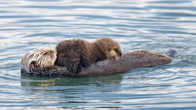 Threatened: The Controversial Struggle of the Southern Sea Otter screenshot 1
