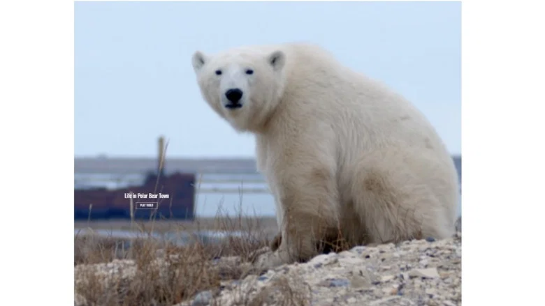 Life in Polar Bear Town with Gordon Buchanan screenshot 1