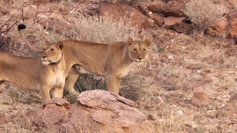 Desert Lions screenshot 1