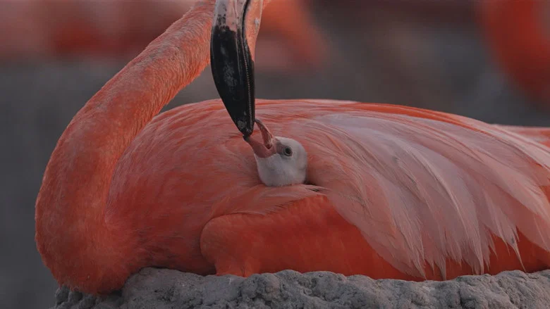 Flamingos: Life After the Meteorite screenshot 1