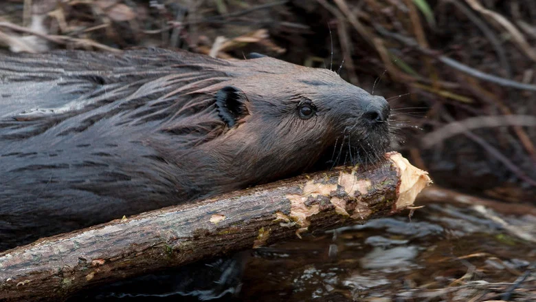 Leave it to Beavers screenshot 1