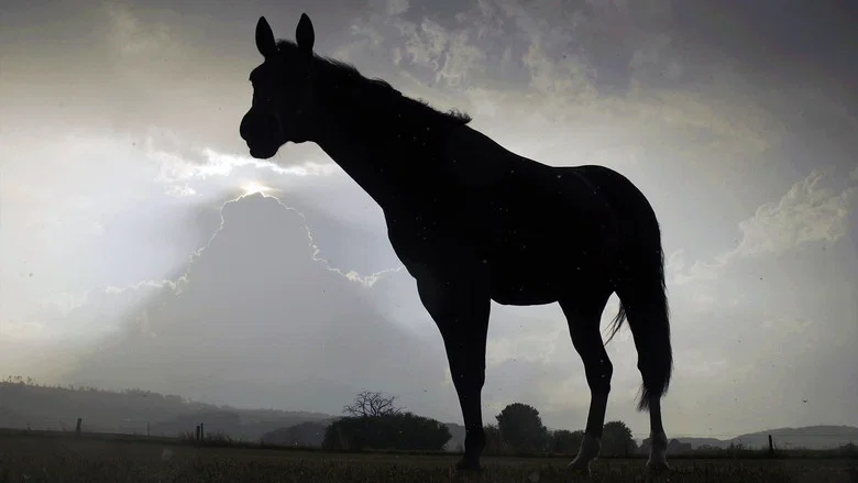 Der Sturm - Tiere bei Blitz und Donner screenshot 1