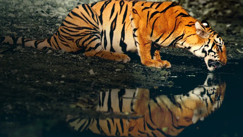 Counting Tigers screenshot 3