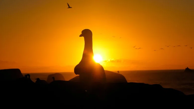 Gannets: The Wrong Side of the Run screenshot 2
