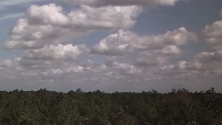 The Yearling screenshot 2