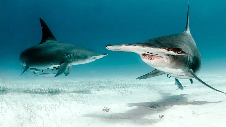 Bull Shark vs. Hammerhead screenshot 8