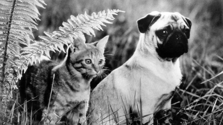 The Adventures of Milo and Otis screenshot 2